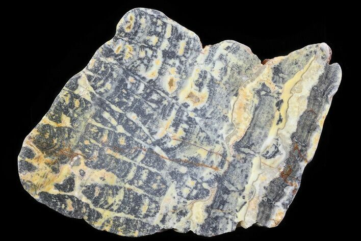 Columnar Stromatolite (Asperia) From Australia - Proterozoic #65039